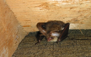 Brown Bat HAWCE